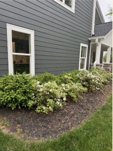 Newly bloomed flowers in the front yard represent spring and its beauty.
